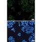 HP1 alpha Rabbit mAb ABZ2481