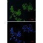 CD146 Rabbit mAb ABZ2488
