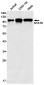 STAT6 Rabbit mAb ABZ2501