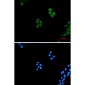 Wnt5a Rabbit mAb ABZ2511