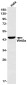 Wnt5a Rabbit mAb ABZ2511