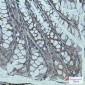 Sarcomeric alpha Actinin Rabbit mAb ABZ2537