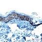 Cytokeratin 9 Rabbit mAb ABZ2541