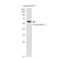 Cytokeratin 9 Rabbit mAb ABZ2541