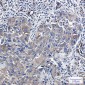 Radixin Rabbit mAb ABZ2546