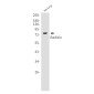 Radixin Rabbit mAb ABZ2546