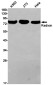 Radixin Rabbit mAb ABZ2546