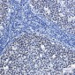 MCM7/PRL Rabbit mAb ABZ2556