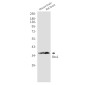 OTX1 Rabbit mAb ABZ2563