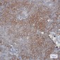 Peroxiredoxin 2 Rabbit mAb ABZ2564
