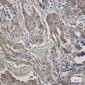 STIP1/STI1 Rabbit mAb ABZ2568