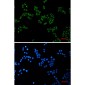 Peroxiredoxin 3/PRDX3 Rabbit mAb ABZ2584