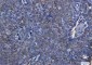 Aquaporin 1 Rabbit mAb ABZ2587
