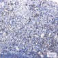 SHP1 Rabbit mAb ABZ2591