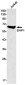 SHP1 Rabbit mAb ABZ2591