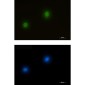 ERK2 Rabbit mAb ABZ2594