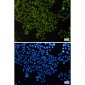APE1 Rabbit mAb ABZ2605