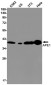 APE1 Rabbit mAb ABZ2605