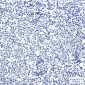 PTBP1 Rabbit mAb ABZ2615
