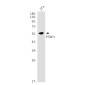 PTBP1 Rabbit mAb ABZ2615