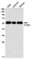 PTBP1 Rabbit mAb ABZ2615