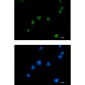 HMGB2 Rabbit mAb ABZ2616
