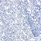 HMGB2 Rabbit mAb ABZ2616
