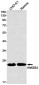 HMGB2 Rabbit mAb ABZ2616