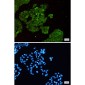 Dnmt1 Rabbit mAb ABZ2620