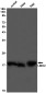 LMO2 Rabbit mAb ABZ2625