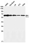 YY1 Rabbit mAb ABZ2629