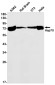 Hsp70 Rabbit mAb ABZ2642