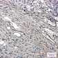 GAP43 Rabbit mAb ABZ2648