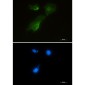 Aspartate Aminotransferase Rabbit mAb ABZ2654
