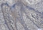Aspartate Aminotransferase Rabbit mAb ABZ2654
