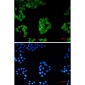 Cytochrome P450 Reductase Rabbit mAb ABZ2661