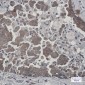 Cytochrome P450 Reductase Rabbit mAb ABZ2661