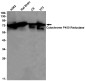 Cytochrome P450 Reductase Rabbit mAb ABZ2661