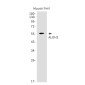 ALDH2 Rabbit mAb ABZ2666