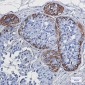 S100 beta Rabbit mAb ABZ2674
