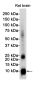 S100 beta Rabbit mAb ABZ2674