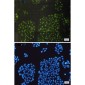 Alpha B Crystallin Rabbit mAb ABZ2693