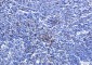 CD8 alpha Rabbit mAb ABZ2695