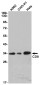 CD8 alpha Rabbit mAb ABZ2695