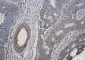 TGF alpha Rabbit mAb ABZ2696