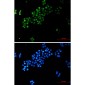 c-Myc Rabbit mAb ABZ2701