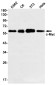 c-Myc Rabbit mAb ABZ2701