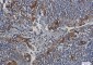 Cystatin C Rabbit mAb ABZ2702