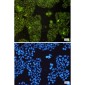 MTCO2 Rabbit mAb ABZ2714