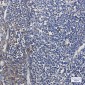 MTCO2 Rabbit mAb ABZ2714